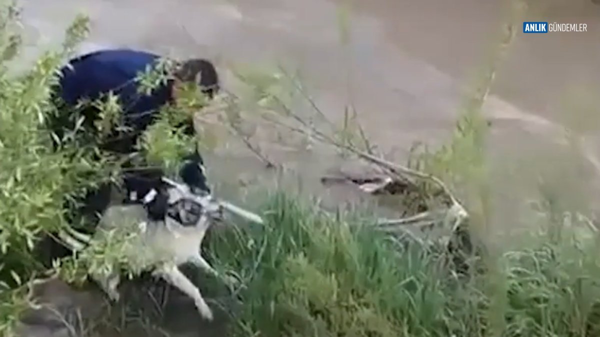 Isırığa Rağmen İnsaniyet! İtfaiyeci Kahraman Köpeği Çaydan Böyle Kurtardı
