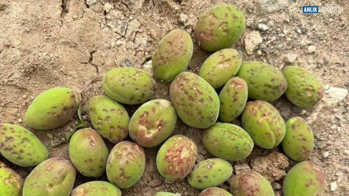 Kayısı ve Zeytin Bahçeleri Buz Kesti: Mut'ta Binlerce Dönüm Arazi Beyaza Büründü!